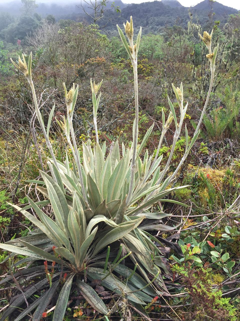 Biodiversidad Colombia